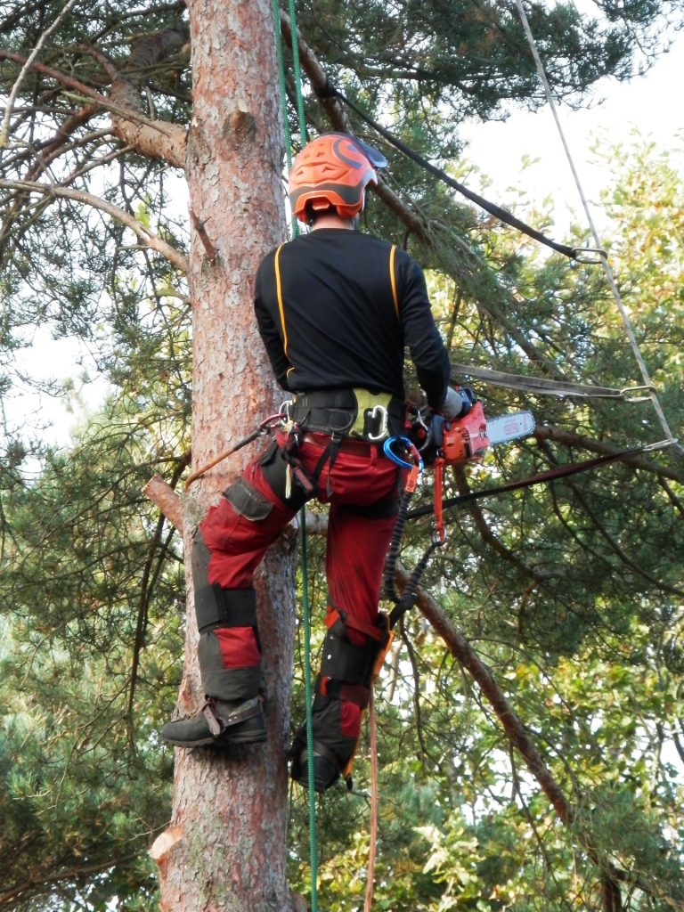 Lincoln Ne Arborist Services - Lincoln Tree and Garden