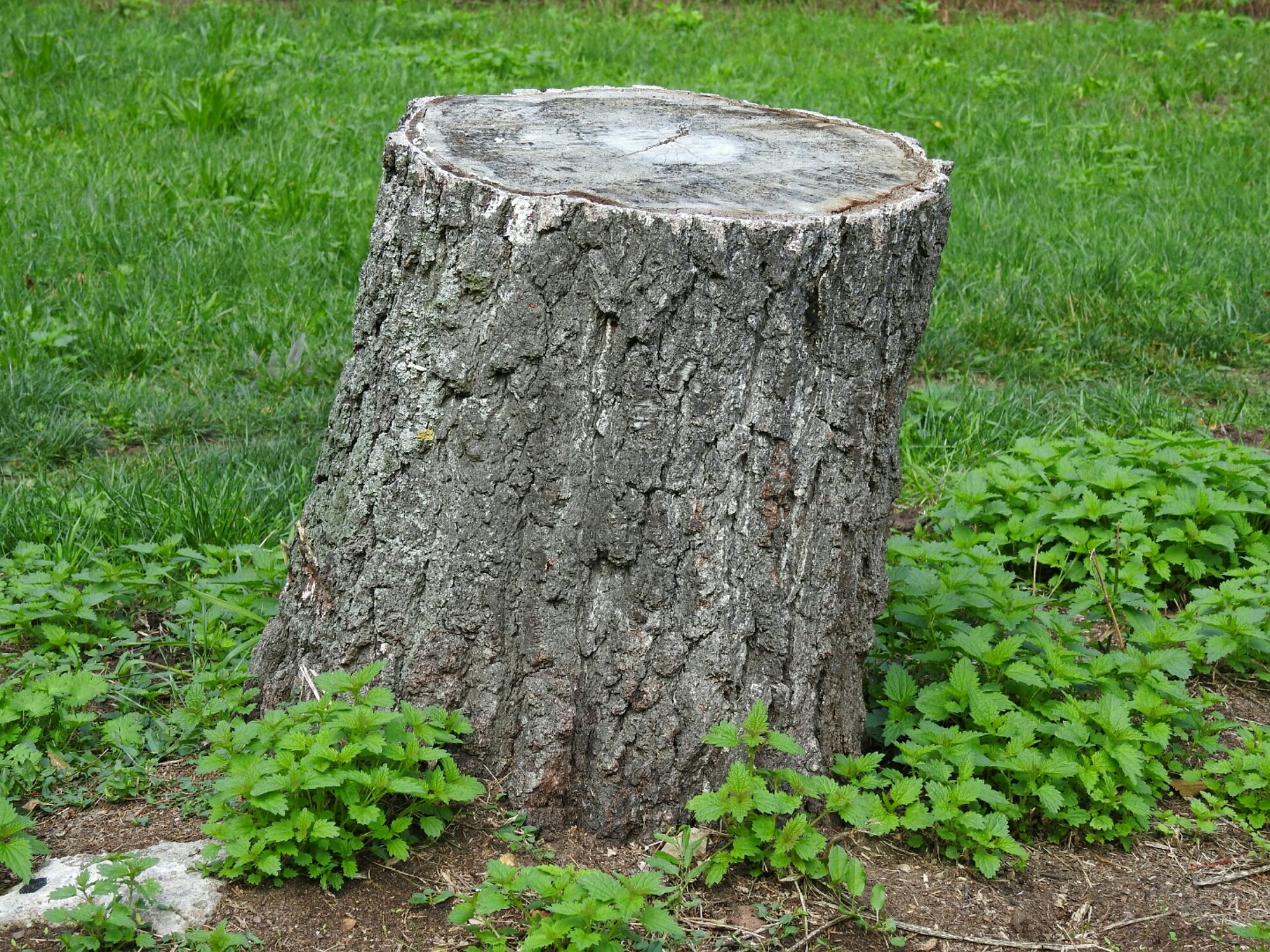 Tree Stump Removal - Lincoln Ne Tree Stump Grinding Services